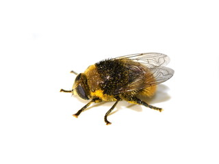 Merodon equestris Narcissus bulb fly mimic bumblebee isolated on white background