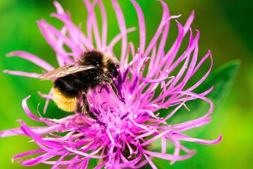 Biene Honigbiene Pollen auf Blume Nektarsuche Süßes Blüten Sommer - 437859961
