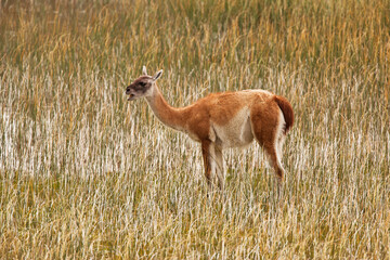 Wild Guanaco (Lama guanicoe) calling in swamp in the foothills of the Andes in Torres del Paine National Park, Patagonia, Chile