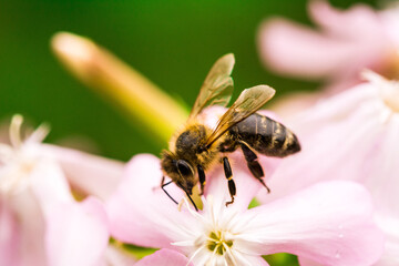 Biene Honigbiene Pollen auf Blume Nektarsuche Süßes Blüten Sommer - 437860149