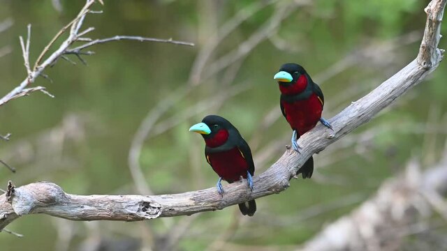 Black-and-red Broadbill, Cymbirhynchus macrorhynchos, Kaeng Krachan, Thailand; alone perched on a bare branch, suddenly the other arrives, both facing to the camera, then the other hops around.