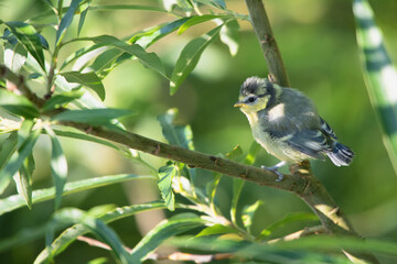 Blaumeise Jungvogel auf einem Ast wartend, Cyanistes caeruleus, Syn.: Parus caeruleus