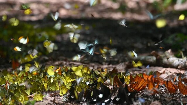 Butterflies of all kinds flying around and also feeding on minerals on the ground in Kaeng Krachan National Park in Thailand during a lovely sunny day.