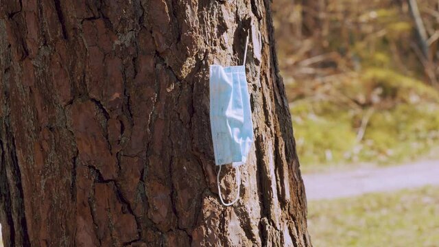 Used Disposed Covid Face Mask Hanging Off Tree Trunk In Park. Zoom Out. Plastic pollution in forest nature, waste of pandemic