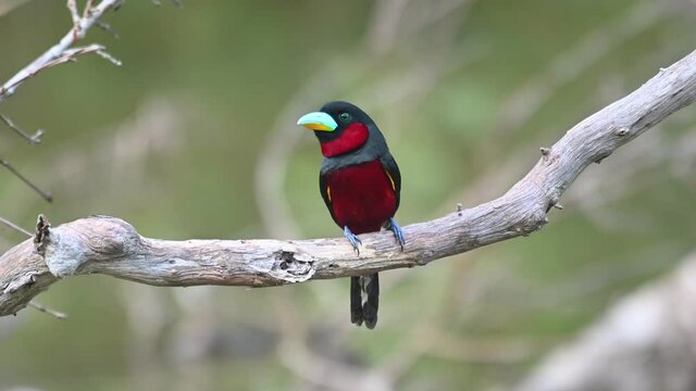 Black-and-red Broadbill, Cymbirhynchus macrorhynchos, Kaeng Krachan, Thailand; seen perched on a bare branch of a fallen dead tree in the middle of the lake just facing left and having a good time.