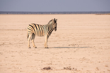Fototapeta na wymiar Etosha National Park in north Namibia: Plains zebra (Equus quagga) on the dry etosha salt pan