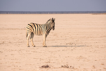 Etosha National Park in north Namibia: Plains zebra (Equus quagga) on the dry etosha salt pan