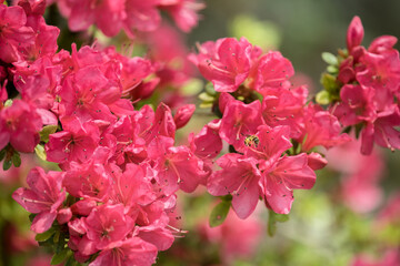 Spring red flowers. Blooming bush in the garden. A wild bee collects pollen on a flower.