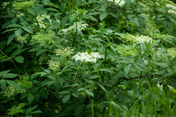 white flower in bush