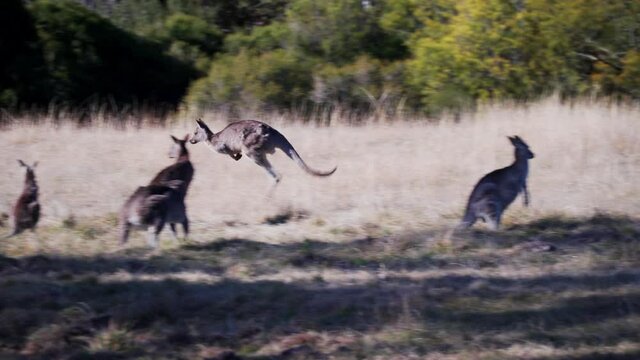 Wallabies Hop Around Their Troupe Under Summer Weather. wide shot