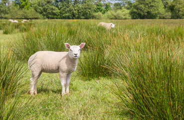 Obraz premium Cute white lamb in the green high grass of Drenthe, Netherlands