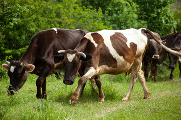 cows  and bulls in the mountain