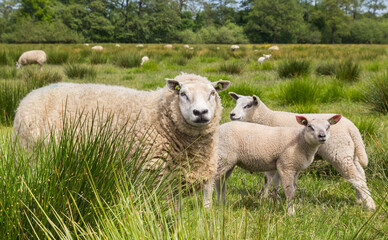 Mother sheep with lambs in the grass in Drenthe, Netherlands