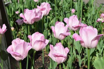 pink tulips in the garden
