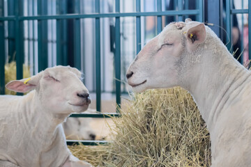 Portrait of two cute sleepy white sheep resting at agricultural animal exhibition, small cattle...