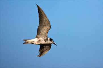 Fototapeta na wymiar Zwarte Stern, Black Tern, Chlidonias niger