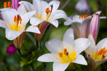 White trumpet lily with yellow and purple tints (Trumpet  hybrids) in the garden, selective focus
