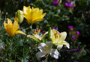 Yellow and white lilies (The Asiatic Hybrids) in the summer garden
