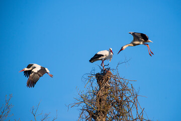 Ciconia ciconia, 3 Weißstörche im Kampf um den Horst