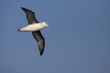 Fototapeta na wymiar Wenkbrauwalbatros, Black-browed Albatross, Thalassarche melanophrys