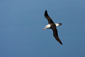 Fototapeta na wymiar Wenkbrauwalbatros; Black-browed Albatross; Thalassarche melanophrys