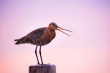 Limosa Limosa, die Uferschnepfe mit offenem Schnabel im Gegenlicht ist die Zunge zu sehen auf einem...