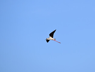A black-winged stilt flying in the blue sky.
