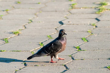 A mountain pigeon coming to the backyard