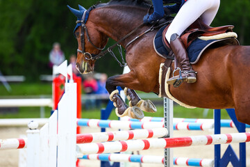 Horse brown jumping horse in close-up with rider over the jump at a show jumping tournament,...