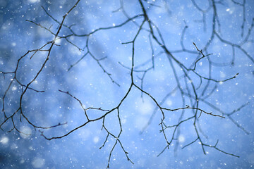 snowflakes branches winter abstract background, holiday new year, cold weather snow