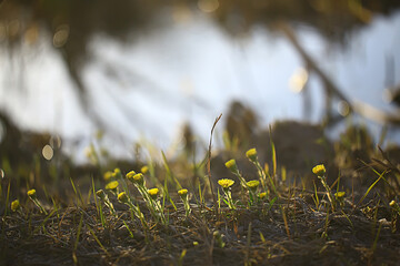 summer abstract flowers background, unusual spring blurred background