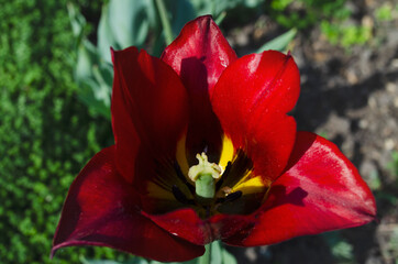 red tulip macro photo. pulp inside view