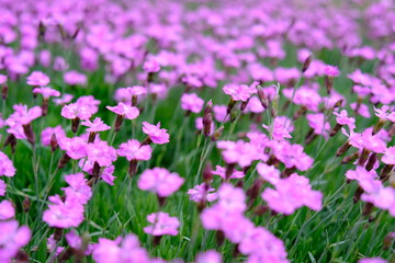 Field of little pink flowers 