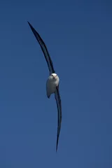 Foto op Aluminium Black-browed Albatross, Wenkbrauwalbatros, Thalassarche melanophrys © AGAMI