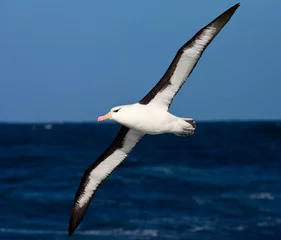 Foto op Aluminium Wenkbrauwalbatros, Black-browed Albatross, Thalassarche melanophrys © AGAMI