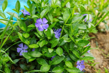 flowers in the garden
