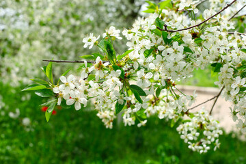 Obraz premium blooming tree