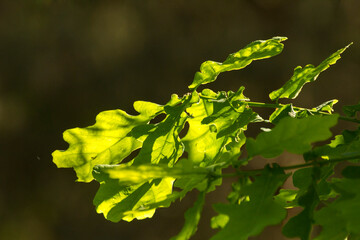 green oak leaves on a background of green nature