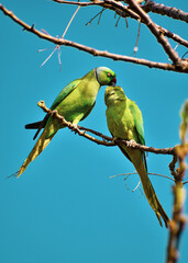 Parrot love