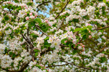 blossom in spring