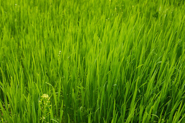 Obraz premium green grass background