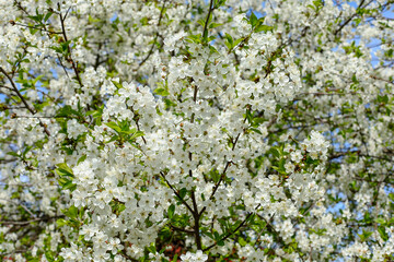 white cherry blossom