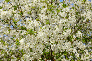 flowers of a tree