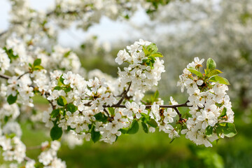 white cherry blossom