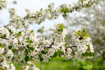 blossoming tree