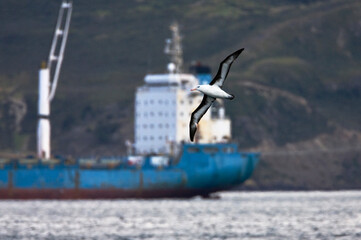 Black-browed Albatross, Wenkbrauwalbatros, Thalassarche melanophrys