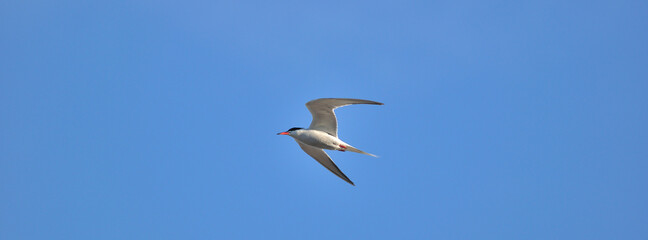 Sterne Pierregarin / (En) 	Common Tern