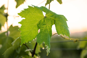 Water droplets on vine leaf