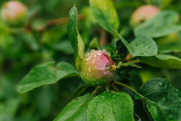 Green apples on a branch in the rain. The leaves and fruits are covered with raindrops. Gardening and agriculture.