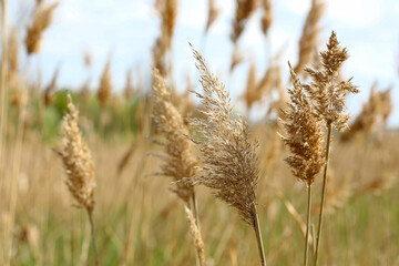 field of wheat